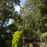 Isle of Wight tree surgery