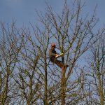 Steve from Men in Trees high up in a tree