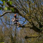 Removing dangerous trees on the Isle of Wight