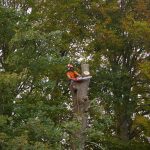 Isle of Wight tree surgery