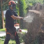 Affordable arborist service on the Isle of Wight