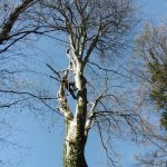 Tree Surgery