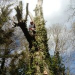 Tree removal on the Isle of Wight