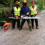 Tree surgeons on the Isle of Wight