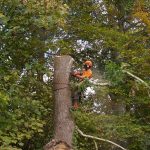Tree surgery in Newport, Isle of Wight