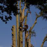 Tree removal service