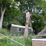 Tree Surgery