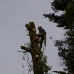 Men in Trees