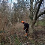 Tree removal on the IOW