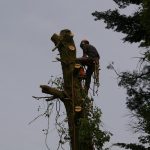 Affordable arborist service on the Isle of Wight Tree surgery on the Isle of Wight