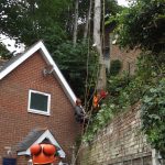 Removing dangerous trees on the Isle of Wight