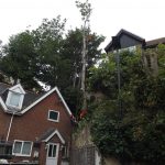Dismantling a tree on the Isle of Wight