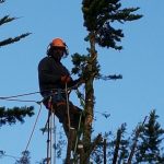 Tree Surgery Isle of Wight