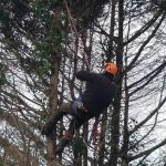 Affordable arborist service on the Isle of Wight