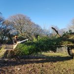 Affordable arborist service on the Isle of Wight