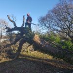 Affordable arborist service on the Isle of Wight