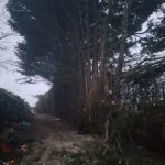 Tree Surgery
