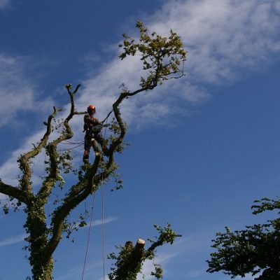 Tree surgery